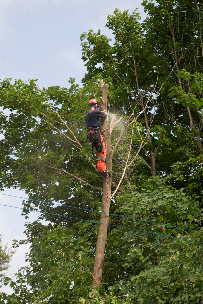 Arborist trims a tree