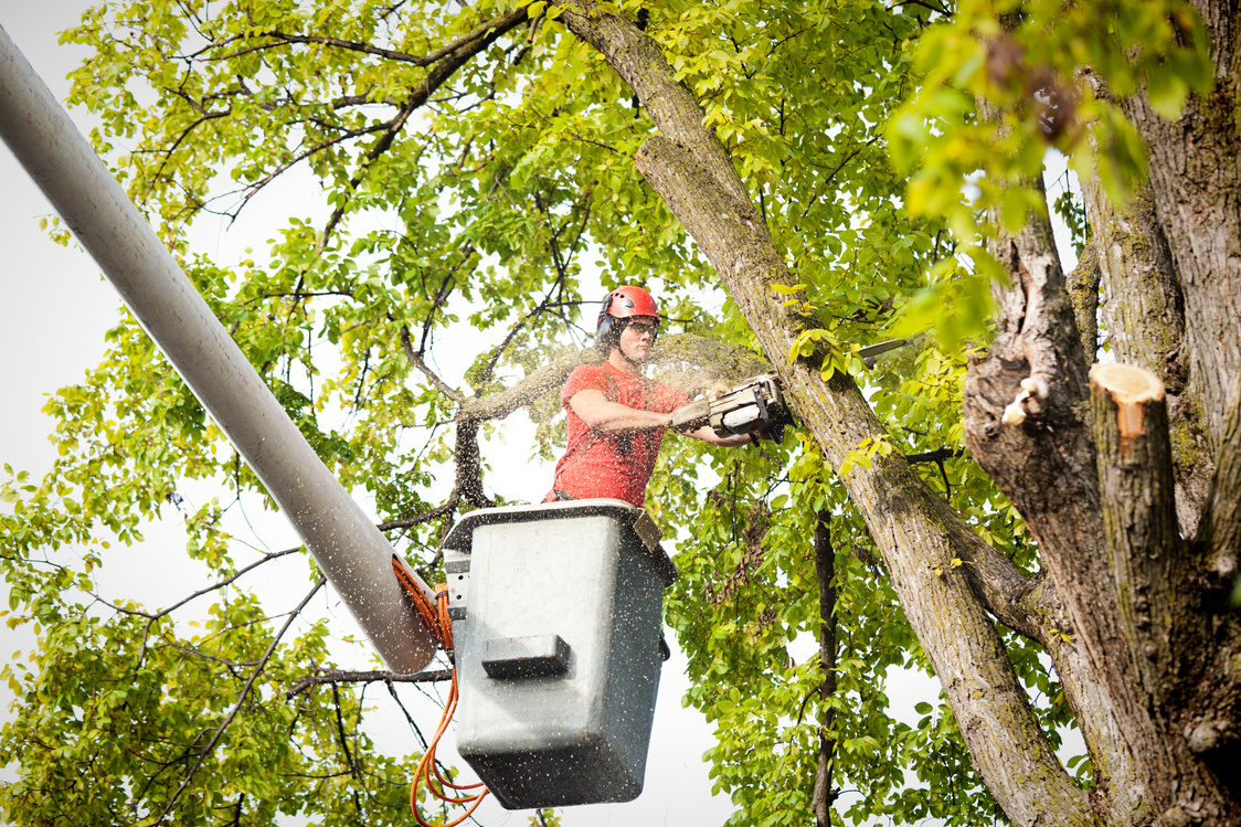Tree Service Arborist Pruning, Trimming, Cutting Diseased Branches with Chainsaw