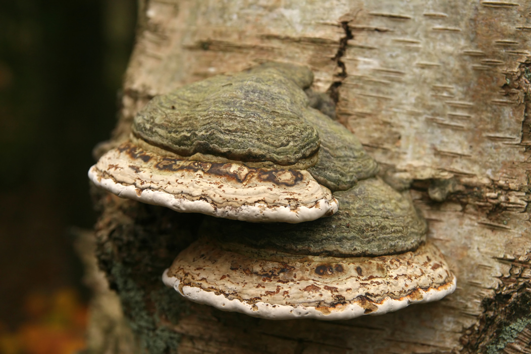 Autumn scene: mushroom on tree