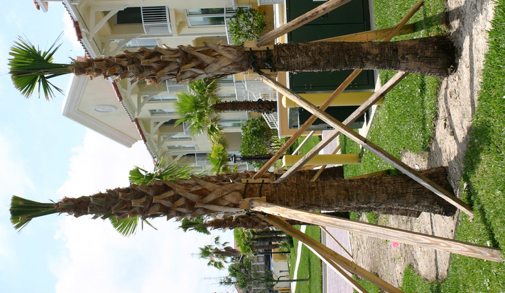 Planted Palm Trees With Brace